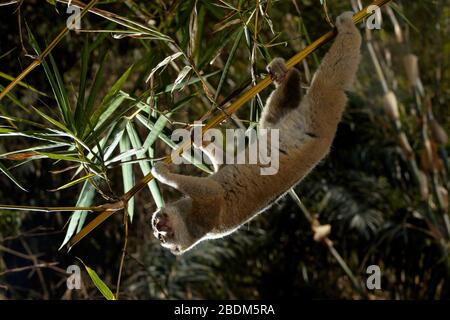 Wilder langsamer Loris in natürlichem Lebensraum, fotografiert in einer kontrollierten Umgebung in der Provinz West Java, Indonesien. Stockfoto