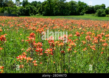 Feld bedeckt mit bunten, roten und gelben indianischen Paintbrush-Blumen in voller Blüte an einem sonnigen Frühlingsnachmittag mit einer Decke von Blumen und Bäumen in t Stockfoto