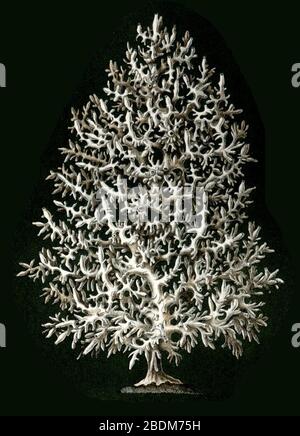 Haeckel Calcispongiae Leucosolenia complicata. Stockfoto