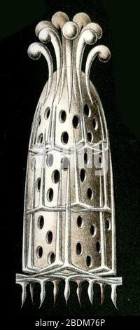 Haeckel Calcispongiae Grantia compressa. Stockfoto