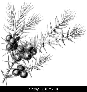 Haeckel Coniferae Juniperus communis. Stockfoto