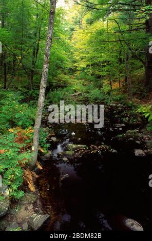 Swift River, Brooks Woodland Reservation, Massachusetts Stockfoto