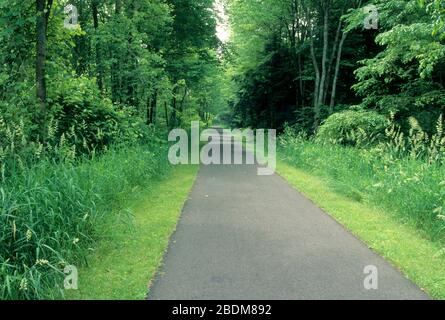 Von Wald gesäumter Trail, Norwottuck Rail Trail State Park, Massachusetts Stockfoto