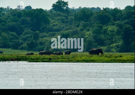 Elefanten im Murchison Falls National Wildlife Refuge, Uganda. Murchison Falls liegt im Nordwesten Ugandas und bietet ein einzigartiges Erlebnis. Stockfoto