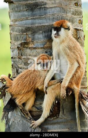 Affen, Murchison Falls National Wildlife Refuge, Uganda. Murchison Falls liegt im Nordwesten Ugandas und bietet ein einzigartiges Erlebnis. Stockfoto