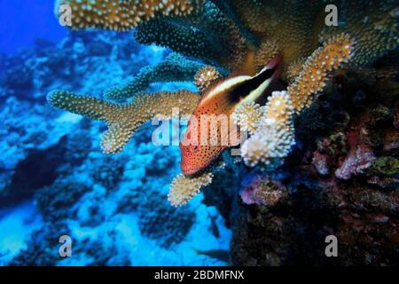 Ein Schwarzseidenfalkenfisch (Paracirrhites forsteri) in Ästen von Geweihkorallen (Pocillopora grands), Maui, Hawaii, Vereinigte Staaten, Pazifischer Ozean, Farbe Stockfoto