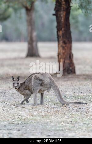 Männlich Eastern Grey Känguru hockte in einem Paddock in den Grampians, Victoria, essen einige Gras mit zwei nicht fokussierten Gummibäumen im Hintergrund. Stockfoto