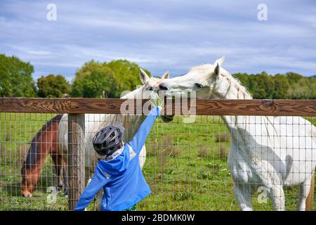 Ein kleiner Junge in blauer Jacke füttert frisches Gras zu weißen Pferden auf einer Farm im ländlichen Windsor, Sonoma County, Kalifornien. Stockfoto