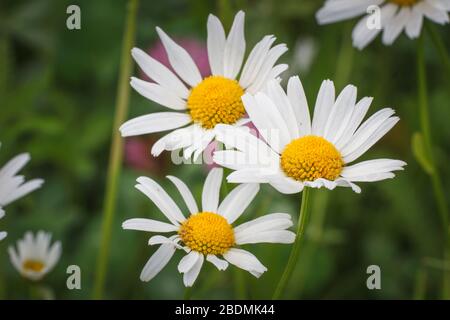 Margerite (Leucanthemum vulgare) Stockfoto