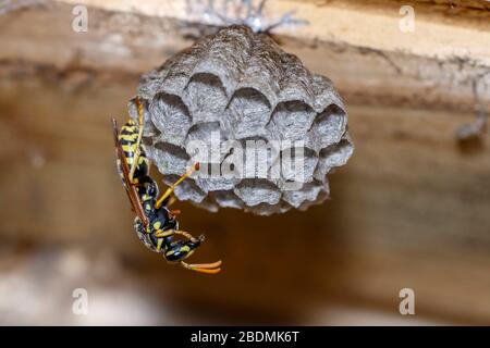 Haus-Feldsteppe (Polistes dominula) oder Gallische Feldsteppe Stockfoto