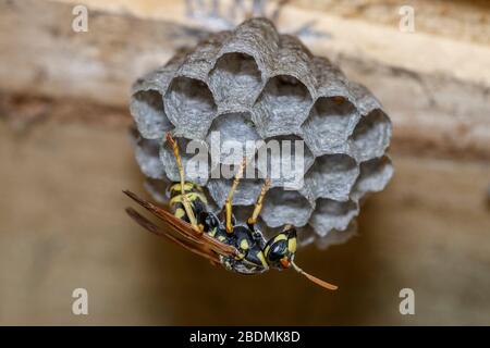 Haus-Feldsteppe (Polistes dominula) oder Gallische Feldsteppe Stockfoto