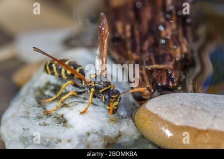 Haus-Feldsteppe (Polistes dominula) oder Gallische Feldsteppe holt Wasser Stockfoto