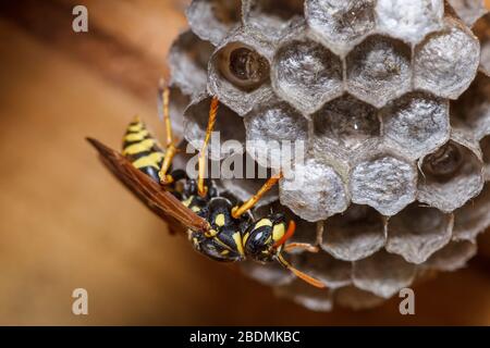 Haus-Feldsteppe (Polistes dominula) oder Gallische Feldsteppe Stockfoto