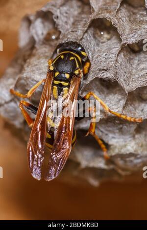 Haus-Feldsteppe (Polistes dominula) oder Gallische Feldsteppe Stockfoto