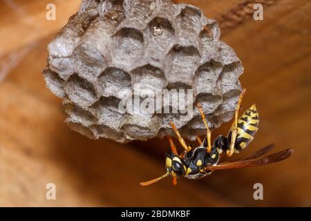 Haus-Feldsteppe (Polistes dominula) oder Gallische Feldsteppe Stockfoto