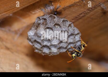 Haus-Feldsteppe (Polistes dominula) oder Gallische Feldsteppe Stockfoto