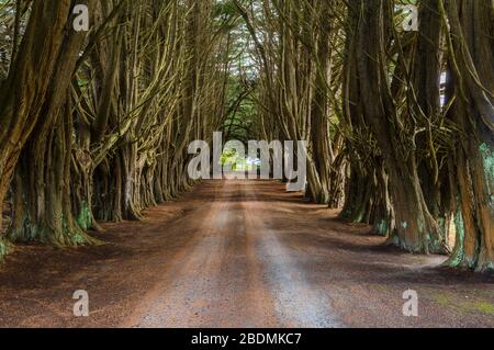 Ein malerischer Blick auf eine alte, von Bäumen gesäumte Landschmutzstraße, die zu einer Farm in der kleinen Gemeinde Ridgley in Tasmanien, Australien führt. Stockfoto