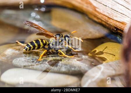 Haus-Feldsteppe (Polistes dominula) oder Gallische Feldsteppe holt Wasser Stockfoto