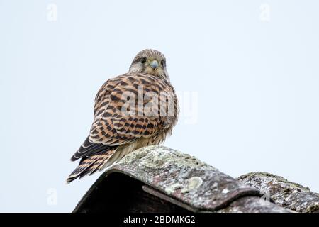 Turmfalke (Falco Tinnunculus) Flügger Jungvogel Stockfoto