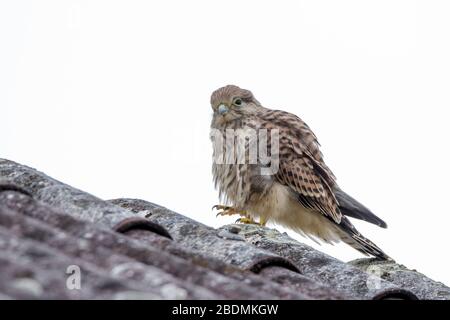 Turmfalke (Falco Tinnunculus) Flügger Jungvogel Stockfoto