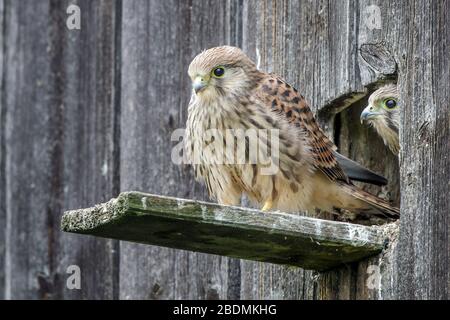 Turmfalke (Falco Tinnunculus) Flügger Jungvogel Stockfoto