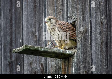 Turmfalke (Falco Tinnunculus) Flügger Jungvogel Stockfoto