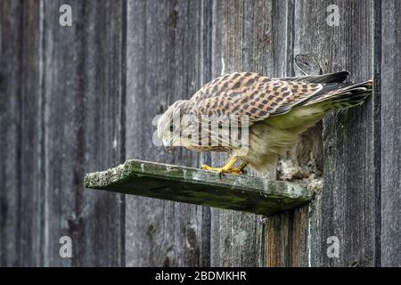 Turmfalke (Falco Tinnunculus) Flügger Jungvogel Stockfoto