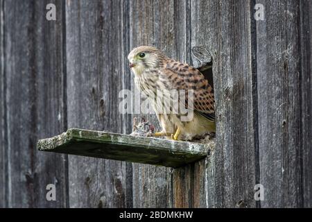 Turmfalke (Falco Tinnunculus) Flügger Jungvogel Stockfoto