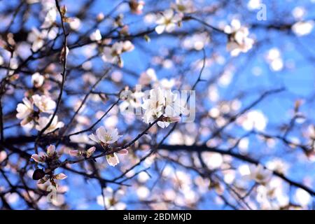 Frühlingsrahmen oder Hintergrundkunst mit rosa Blüten. Schöne Naturlandschaft mit blühendem Baum und Sonnenstrahlen. Ostern sonniger Tag. Frühlingsblumen. Stockfoto