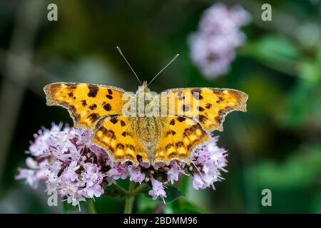 C-Falter (Polygonia c-Album) Stockfoto