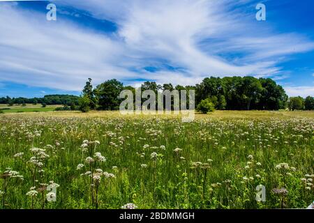 Schopflocher Moor, Hochmoorgebiet, Schwäbische Alb Stockfoto