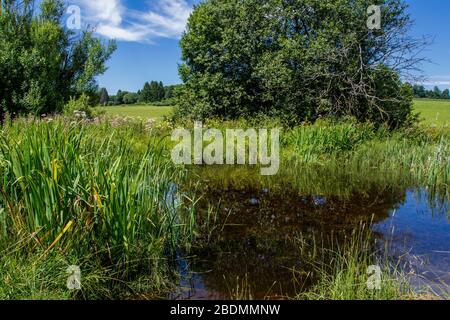 Schopflocher Moor, Hochmoorgebiet, Schwäbische Alb Stockfoto