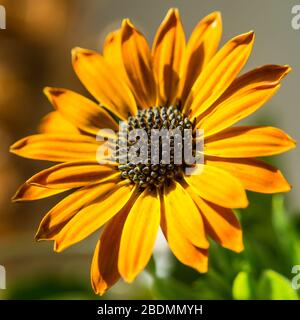 Eine Makroaufnahme einer orange Osteospermum blühen. Stockfoto