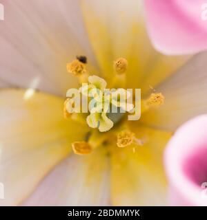 A macro shot of a springtime tulip bloom. Stockfoto