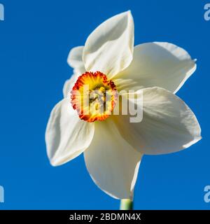 Ein Makroschuss eines Fasanen-Augendaffodils gegen einen blauen Himmel. Stockfoto