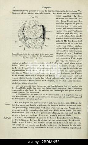 Handbuch der Systematischen Anatomie des Menschen (Seite 142) Stockfoto