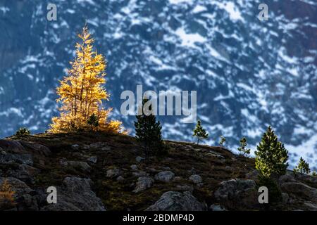 Ferner Garten, Landschaft im Kaunertal, Österreich Stockfoto