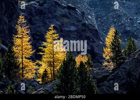 Ferner Garten, Landschaft im Kaunertal, Österreich Stockfoto