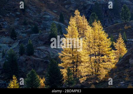 Ferner Garten, Landschaft im Kaunertal, Österreich Stockfoto