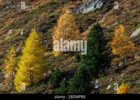 Ferner Garten, Landschaft im Kaunertal, Österreich Stockfoto