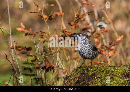 Tannenhäher (Nucifraga caryocatactes) Stockfoto