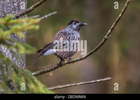 Tannenhäher (Nucifraga caryocatactes) Stockfoto