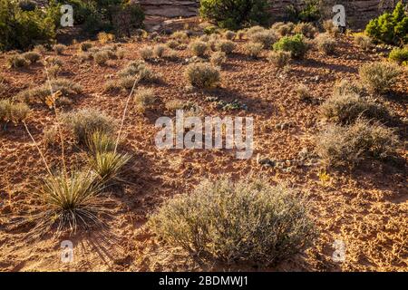 Cryptobiotic Soil, Canyonlands National Park, Utah, USA. Stockfoto