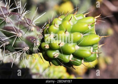 Kaktus cylindropuntia spinosior Stockfoto