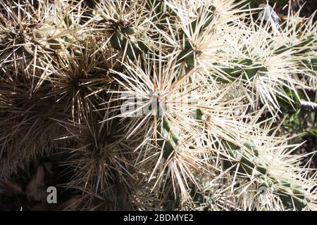 Kaktus cylindropuntia Tunicata