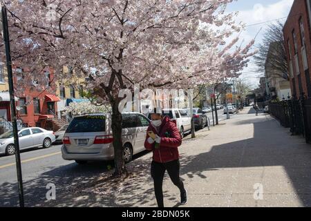 New York, Vereinigte Staaten. April 2020. Eine Frau, die eine Gesichtsmaske trägt, geht während des Coronavirus-Ausbruchs an einem vor kurzem erblühten Baum in Brooklyn vorbei.nach den Informationen des Gouverneurs Andrew Cuomo scheint es, dass der Staat New York begonnen hat, die Kurve mit einer Abnahme der Krankenhausaufenthalte und Neuinfektionen von Coronavirus "abzuflachen" (Covid-19). Credit: SOPA Images Limited/Alamy Live News Stockfoto