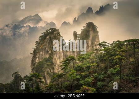 Morgen am Mt. Huangshan, Berggipfel kommen aus Wolken und Nebel. Stockfoto