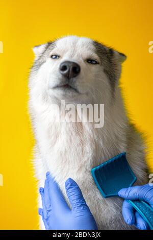 Pflegefachmann reinigt die Wolle eines Husky-Hundertes mit einem Kamm isoliert auf orangenen Hintergrund 2020 Stockfoto