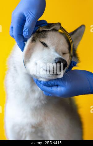 Tierarzt trägt Schutzhandschuhe legt Kragen gegen Parasiten auf grauen Husky Rasse Hund Nahaufnahme isoliert auf orangenen Hintergrund 2021 Stockfoto