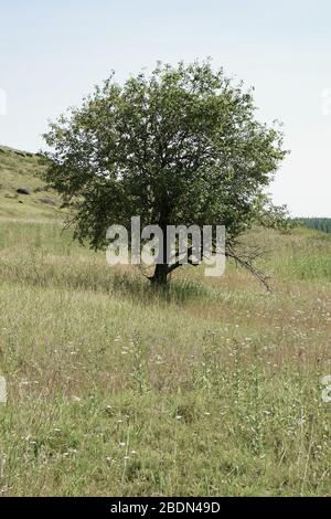 Einsamer Baum am Hügel. Sommerwiese mit einsamem Baum am Hang. Stockfoto